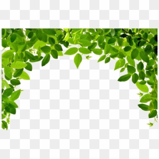 #leaf #hoja #green #png - Leaf Vector Png, Transparent Png - 611x634 ...