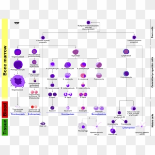 A Comprehensive Diagram Of Human Hematopoiesis - Hematopoiesis In ...