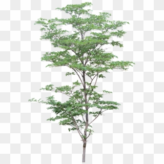 Arbre Arbre Png, Landscape Elements, Landscape Architecture, - Architectural Pine Tree Png, Transparent Png