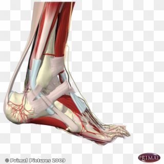 Achilles Tendon Outer Ankle - Tendon Png, Transparent Png - 660x660 ...