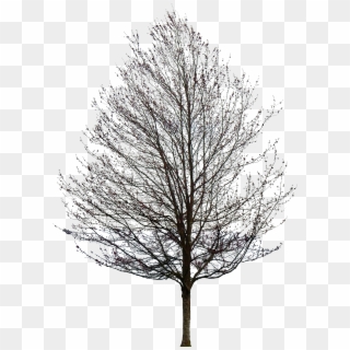 No Tree Png - Tree Without Leaves Png, Transparent Png - 2277x2837 ...
