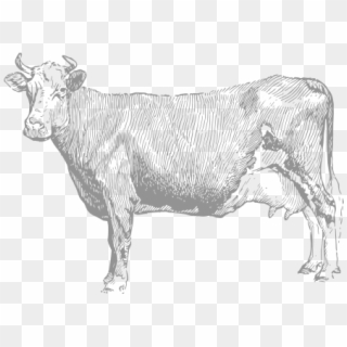 Collection Of Free Drawing - Cow Illustration Vintage Png, Transparent Png